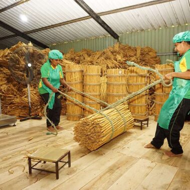 Ceylon cinnamon directly from Sri Lanka
